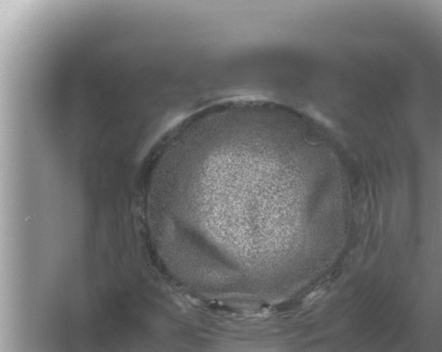 X0000066961255200604071955