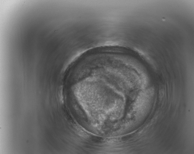 X0000066961262200604071955