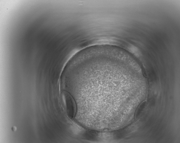 X0000066961275200604071955