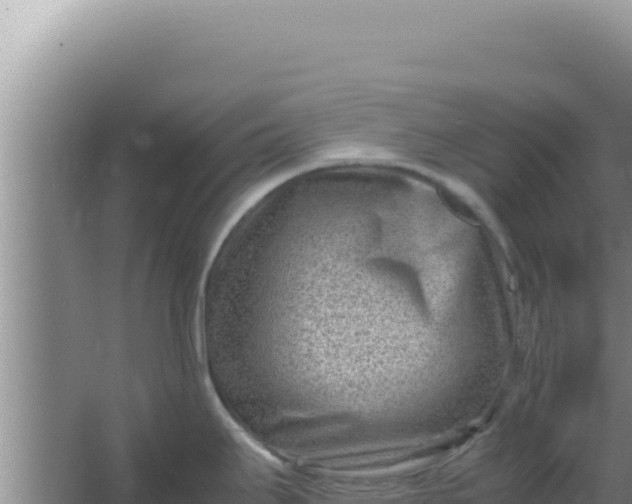 X0000066961295200604071954