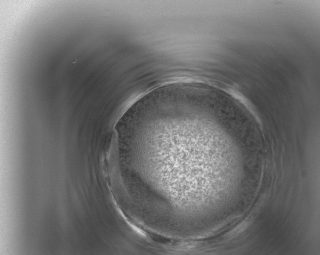 X0000066961385200604071953