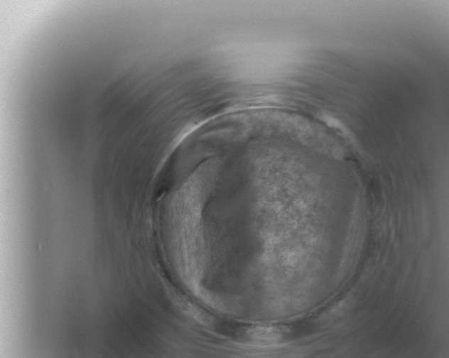 X0000066961457200604071952