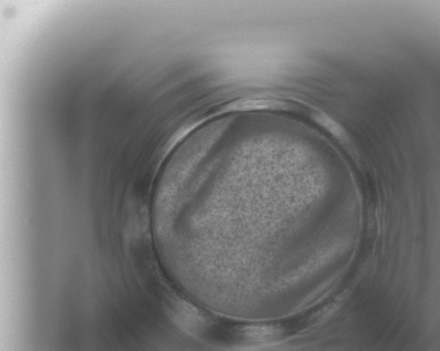 X0000066961465200604071952