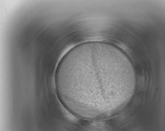 X0000066961466200604071952