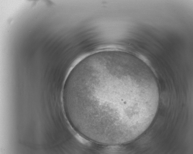 X0000066961482200604071951