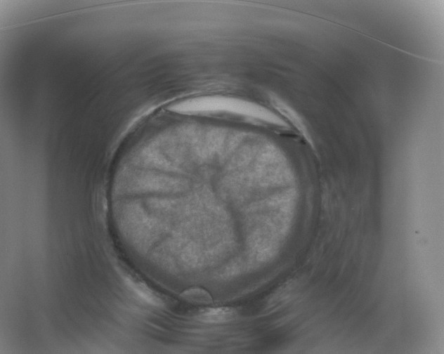 X0000066960059200604142126