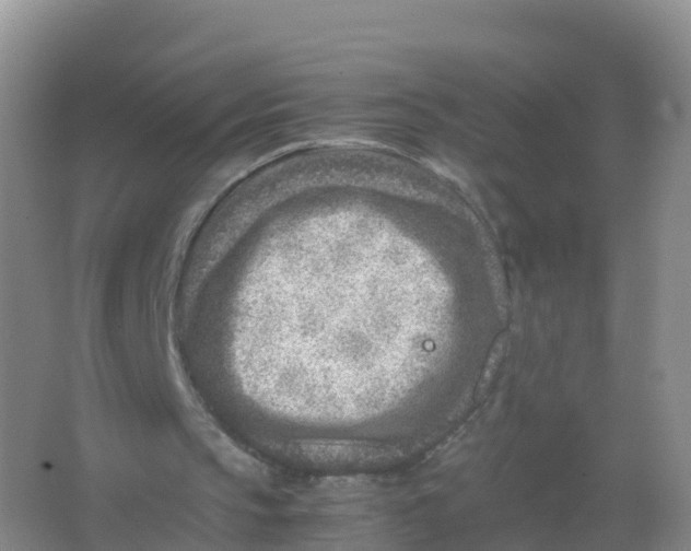 X0000066960145200604142124