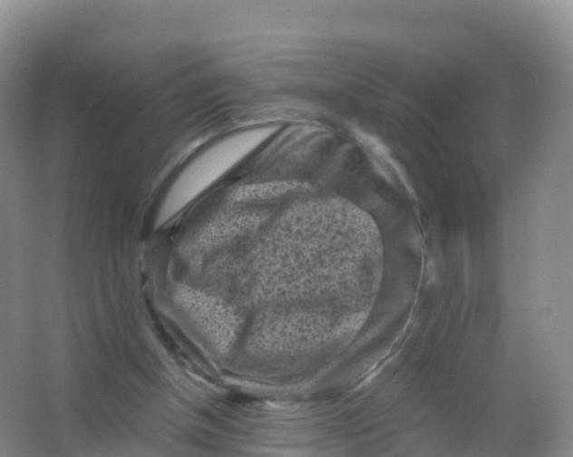 X0000066960154200604142124