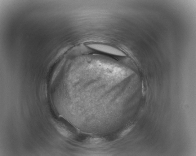 X0000066960205200604142124