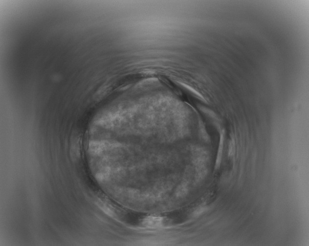 X0000066960227200604142123