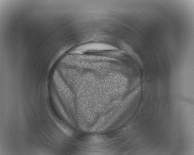 X0000066960250200604142122