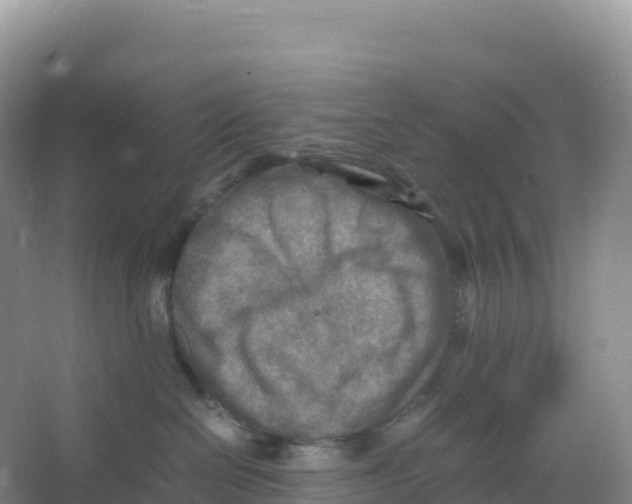 X0000066960286200604142123