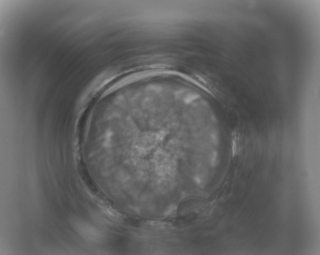 X0000066960339200604142121