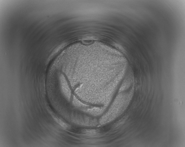 X0000066960349200604142121