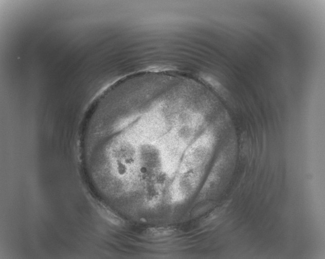 X0000066960351200604142121