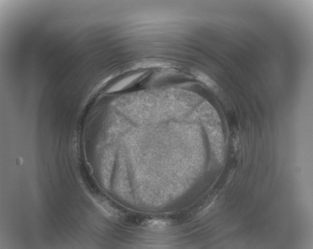 X0000066960352200604142121