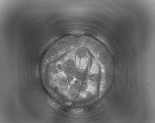 X0000066960353200604142121