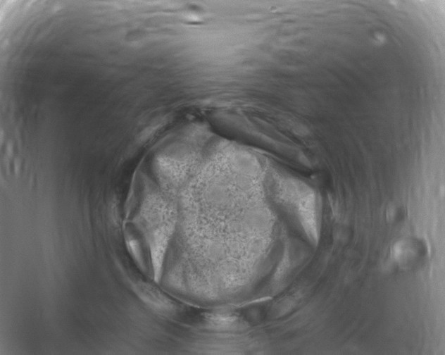 X0000066960380200604142121