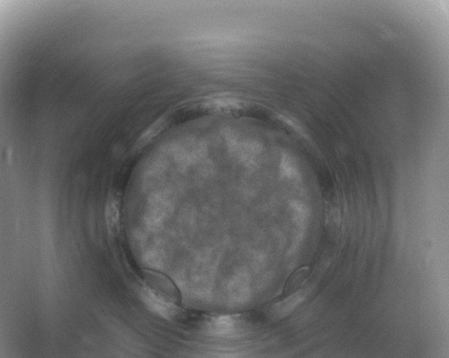 X0000066960382200604142121