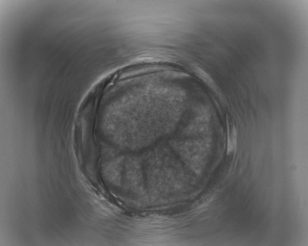 X0000066960387200604142120