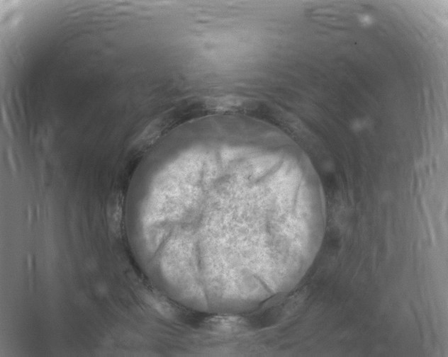 X0000066960427200604142120