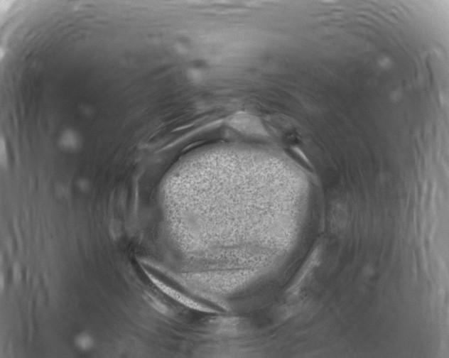 X0000066960428200604142120