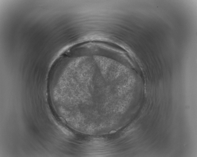 X0000066960438200604142119