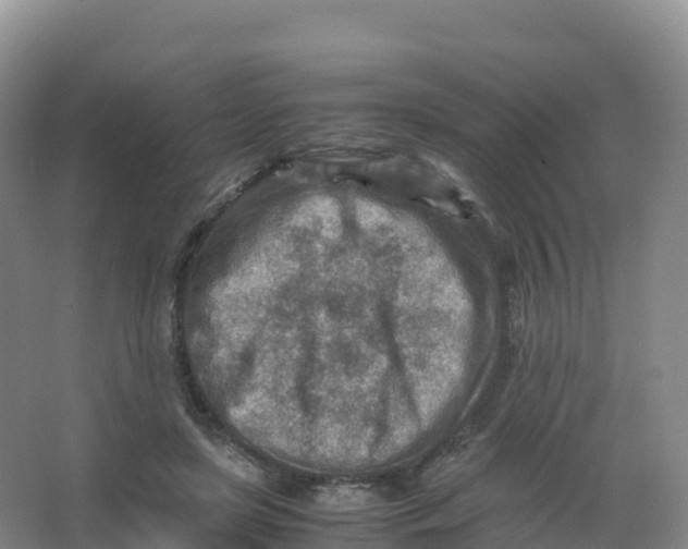 X0000066960451200604142119