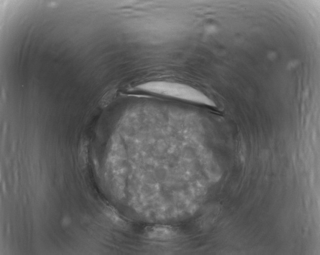 X0000066960475200604142120