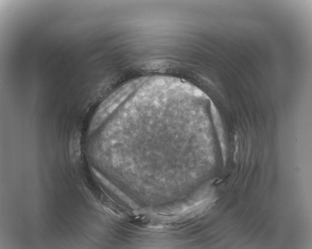 X0000066960504200604142119