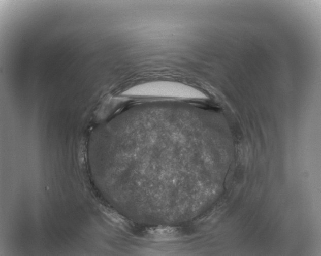 X0000066960517200604142118