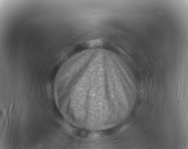 X0000066960523200604142118