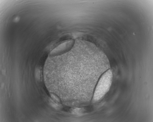 X0000066960527200604142118