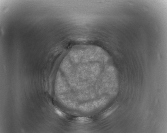 X0000066960528200604142118