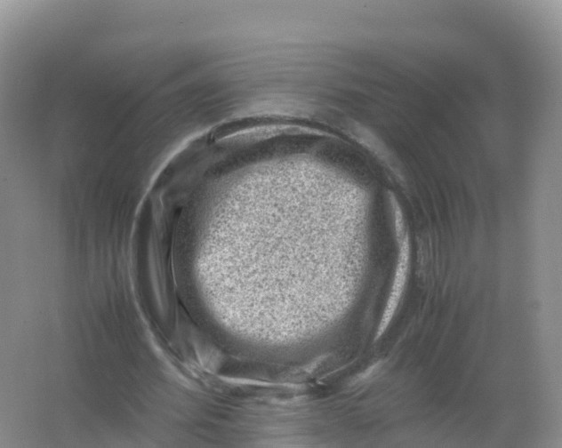 X0000066960580200604142117