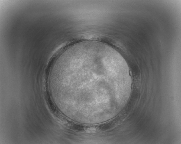 X0000066960587200604142117