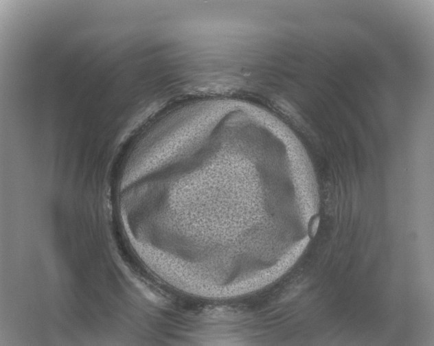 X0000066960634200604142116