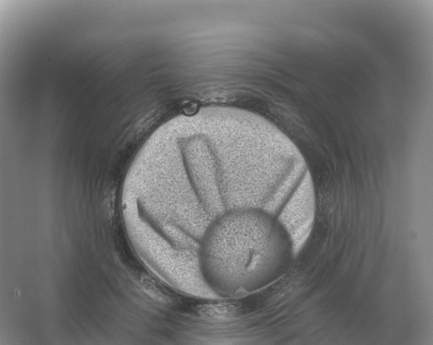 X0000066960652200604142116