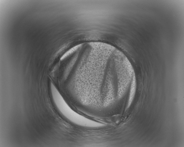 X0000066960681200604142116