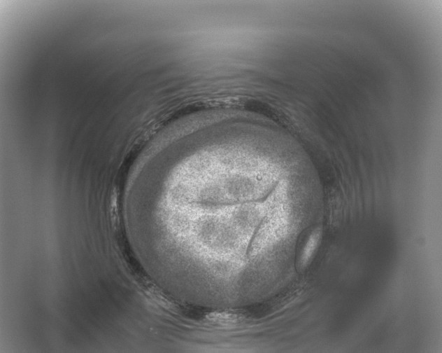 X0000066960699200604142115