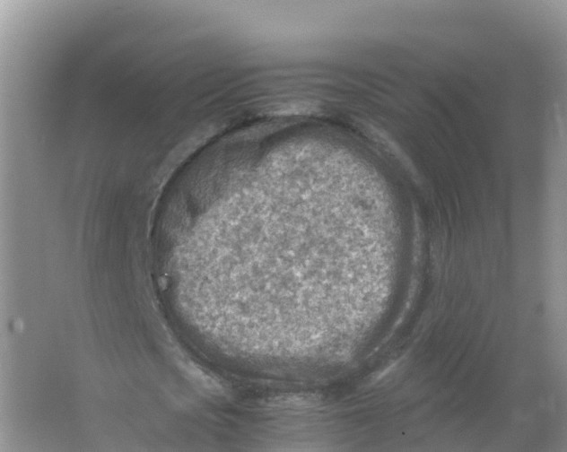 X0000066960721200604142114