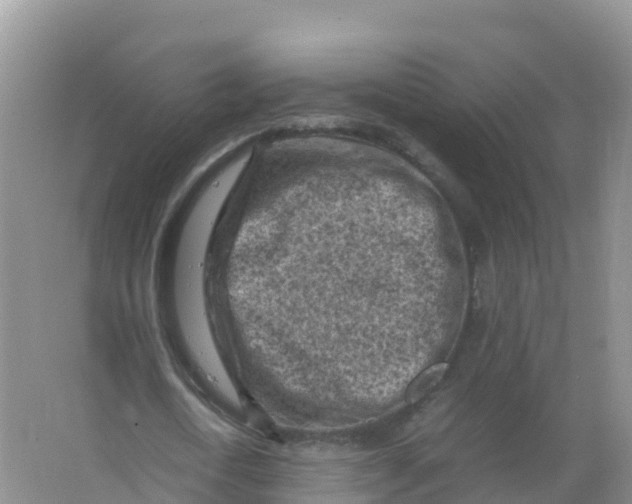 X0000066960722200604142114