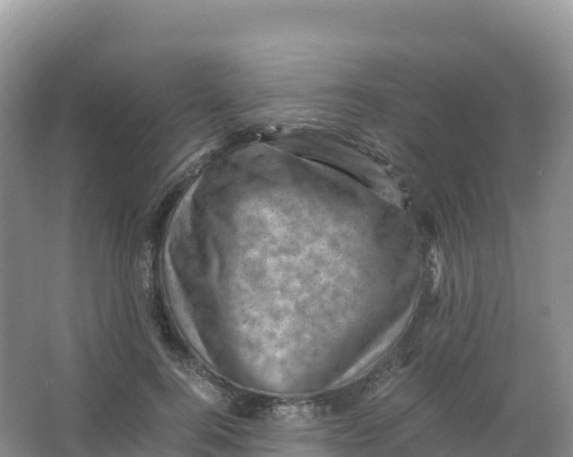 X0000066960744200604142114