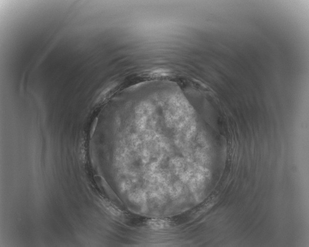 X0000066960762200604142115