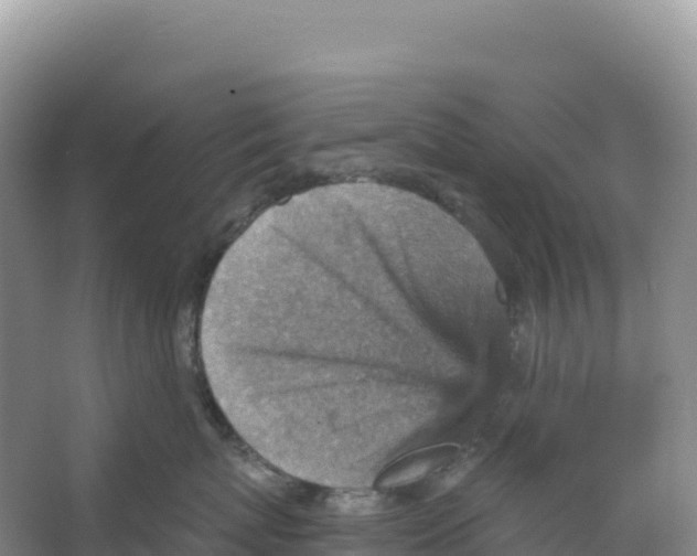 X0000066960767200604142115