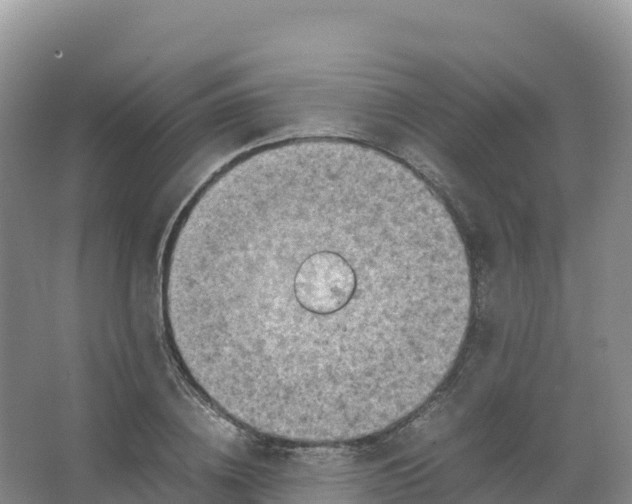 X0000066960836200604142113