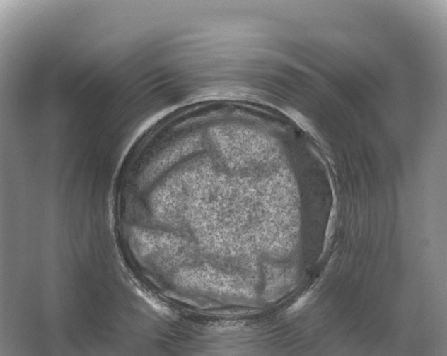 X0000066960846200604142113