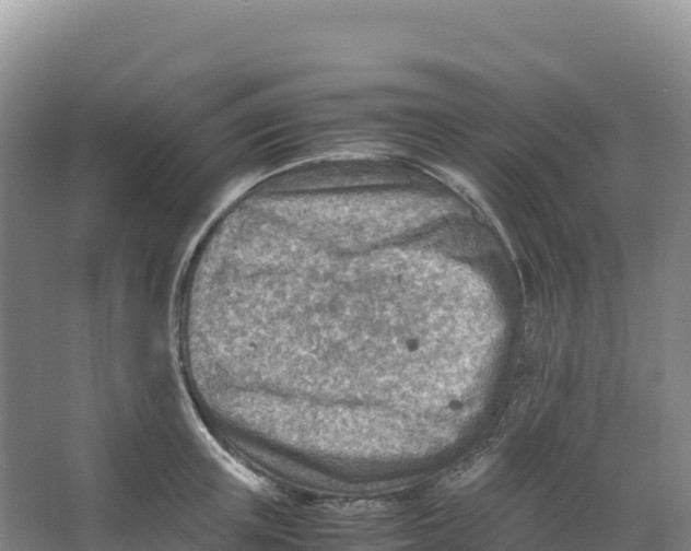 X0000066960851200604142113