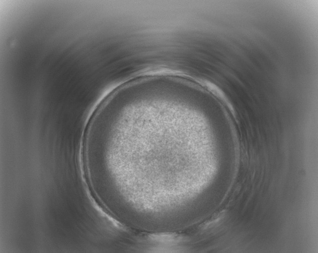 X0000066960863200604142113