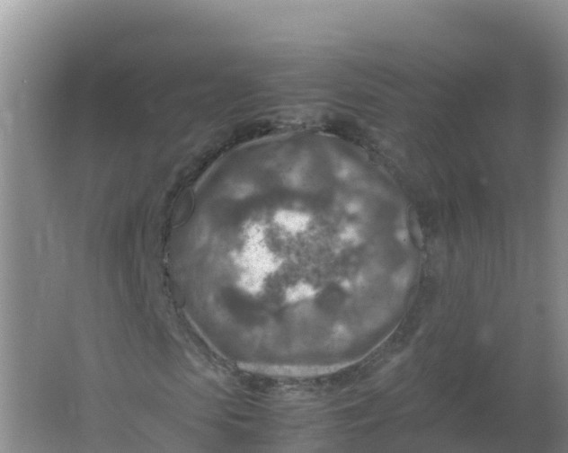 X0000066960913200604142111